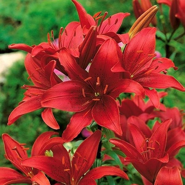 Asiatic Lily (Red) - Bulbs