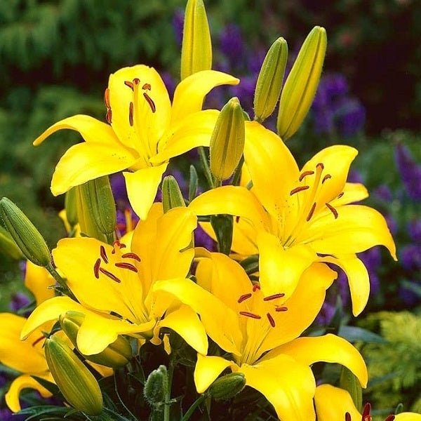 Asiatic Lily (Yellow) - Bulbs