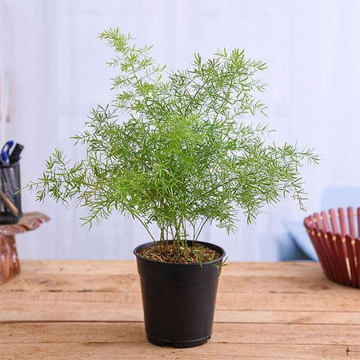 asparagus densiflorus plant in 5 inch (13 cm) pot 