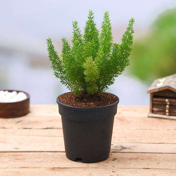 asparagus plant pot Buy Asparagus Meyeri
