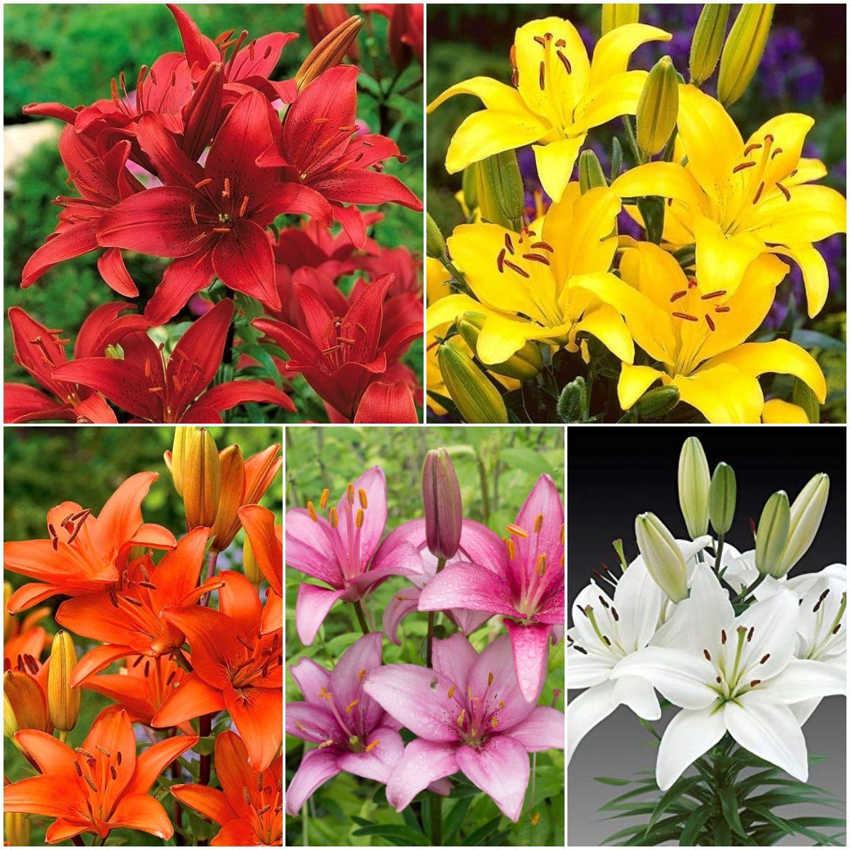 Lily　20粒×10シート　4セット分 Buy Awesome Asiatic Lilies - 20 bulbs Pack online from Nurserylive