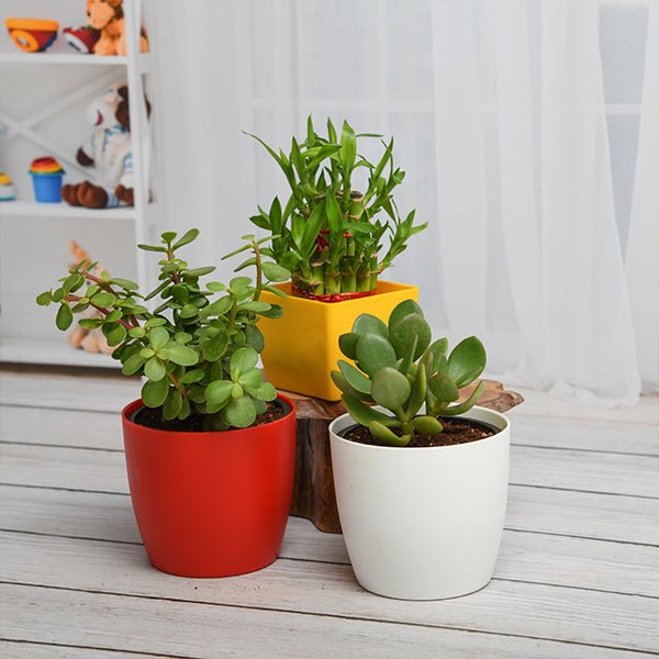Indoor plants on table