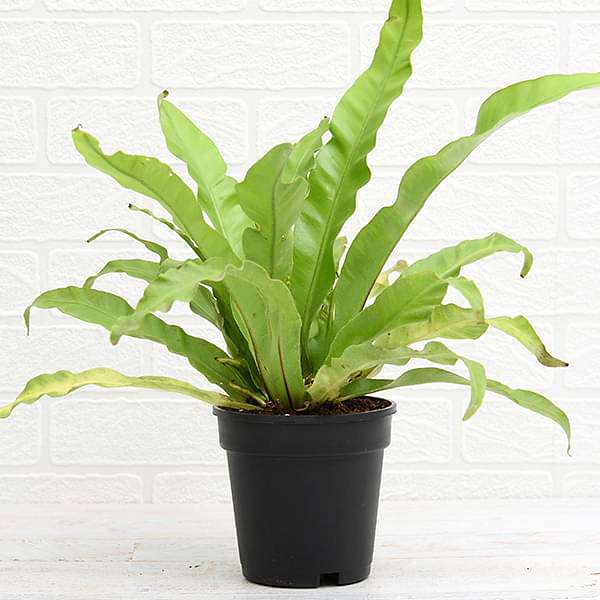 bird's nest fern price Buy Bird Nest Fern, Asplenium nidus