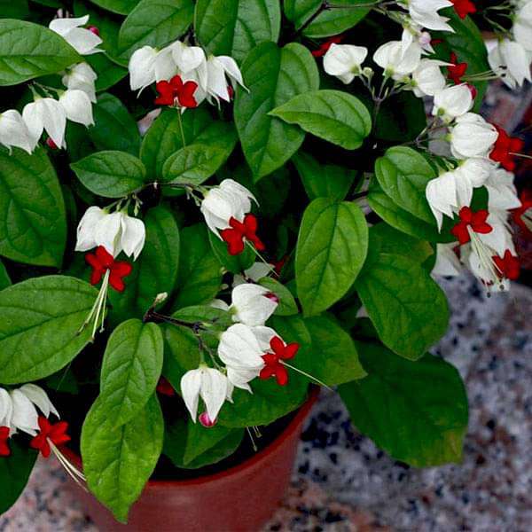 bleeding heart indoor plant Buy Bleeding Heart Vine, Clerodendrum thomsoniae