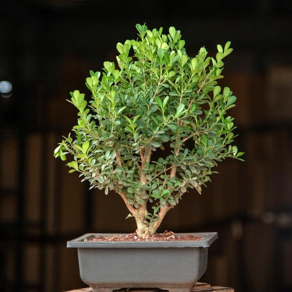 Buy Bonsai Plants online from Nurserylive at lowest price.