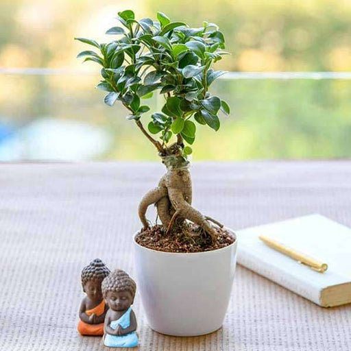 bring good luck to your parents with buddha and ficus bonsai 
