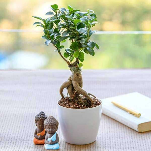 Buy Bonsai Plants online from Nurserylive at lowest price.