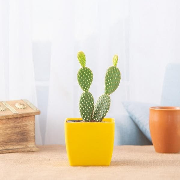 Buy Cactus Plants online from Nurserylive at lowest price.