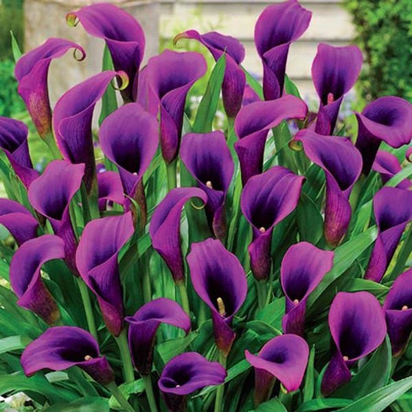 Calla Lily (Purple) - Bulbs