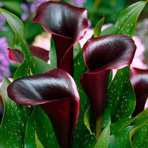 Buy Calla Lily (Red, Balck) - Bulbs online from Nurserylive at lowest ...
