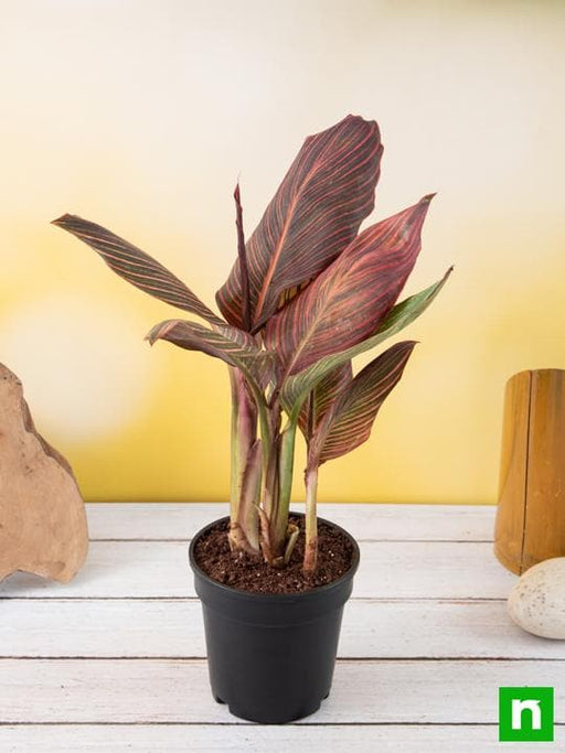 canna (orange flower with variegated red leaves ) - plant