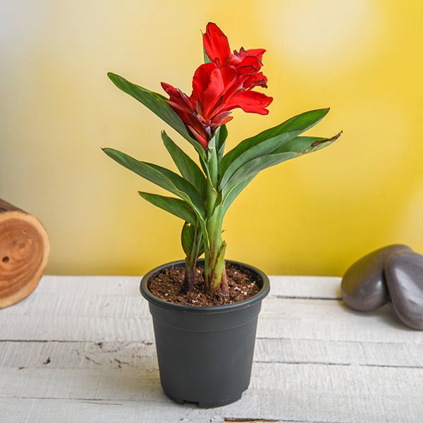 red flower canna lily Buy Canna (Red Flower with Green Leaves)
