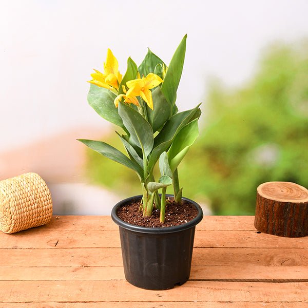 potted plant with yellow flowers Buy Canna (Yellow Flower with Green Leaves)