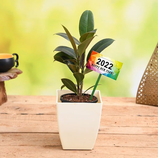 celebrate new year with rubber plant 