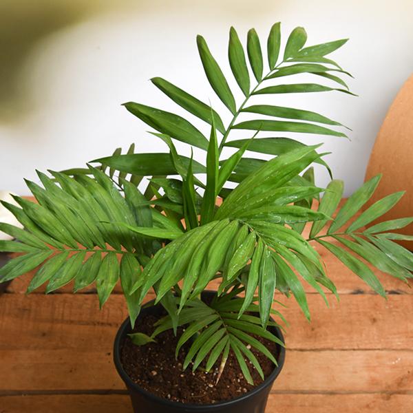 parlor palm botanical name Buy Chamaedorea elegans, Parlour Palm
