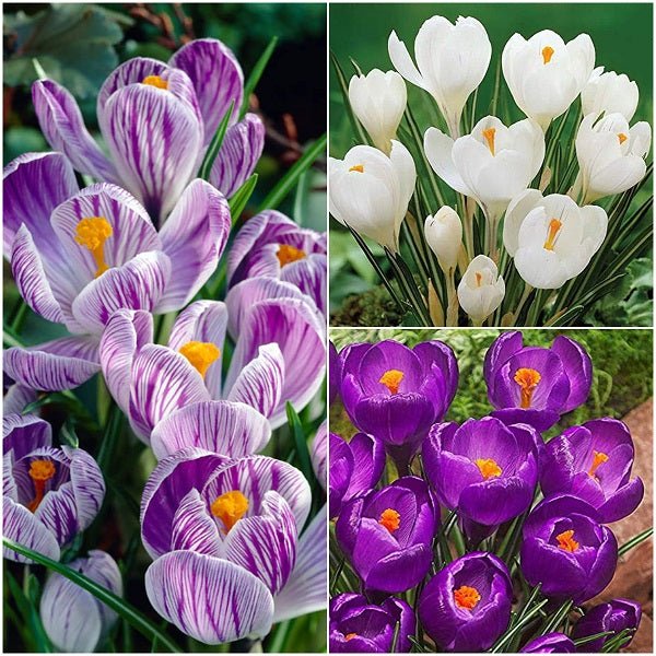 Buy Charming Crocus - (15 Bulbs Pack) online from Nurserylive at lowest ...