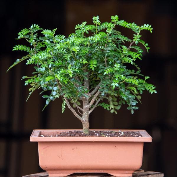 chili bonsai tree Buy Chinese pepper Bonsai