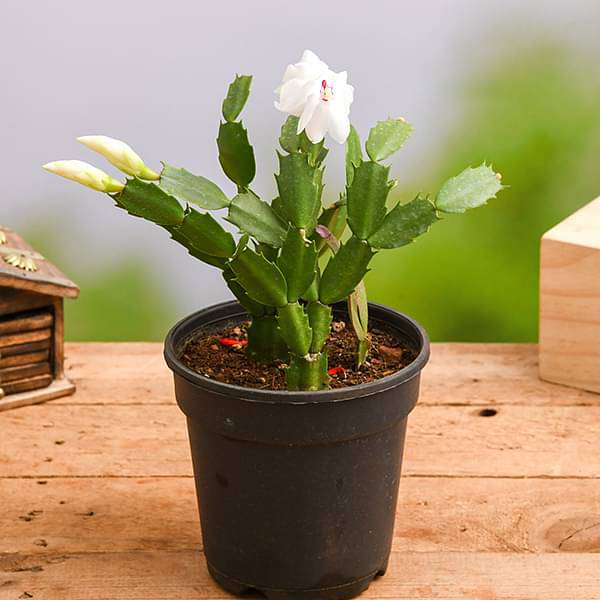 is christmas cactus a cactus or succulent Buy Christmas Cactus, Schlumbergera (Any Color)