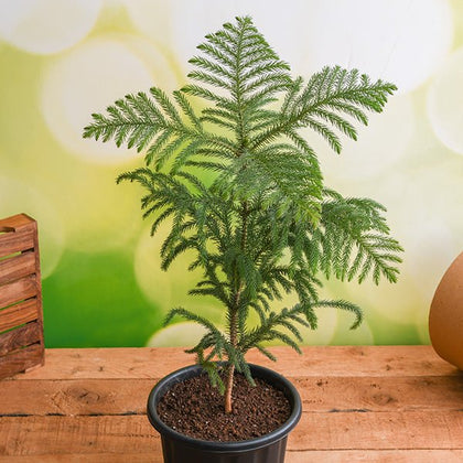 christmas tree indoor plant Buy Christmas Tree