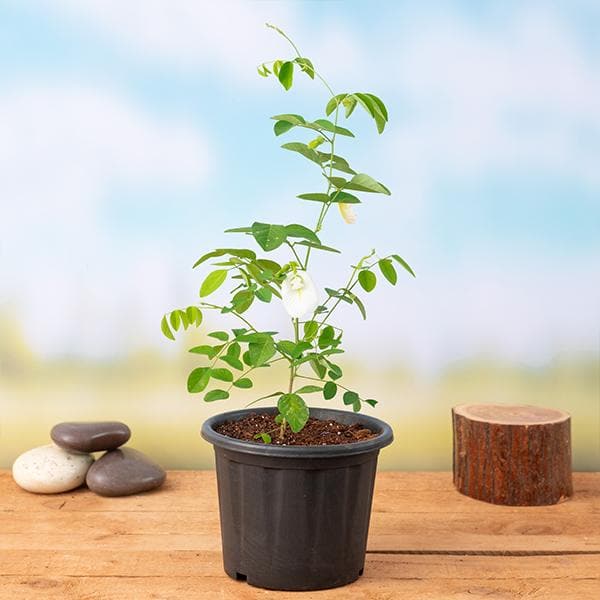 gokarna plant seeds Buy Clitoria Ternatea, Gokarna (White)