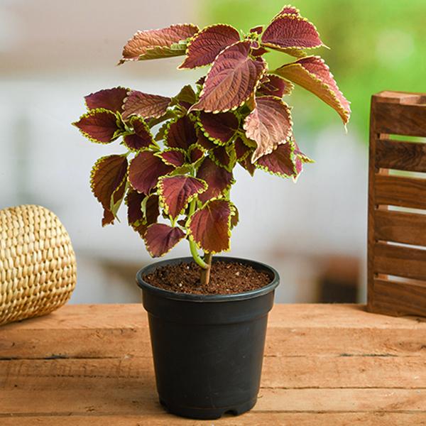 coleus plant air purifier Buy Coleus (Green Maroon)