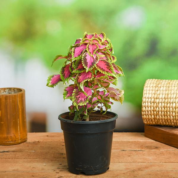Buy Coleus (Green Pink) - Plant online from Nurserylive at lowest price.