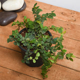 Creeping fig Plant, Ficus pumila - Plant