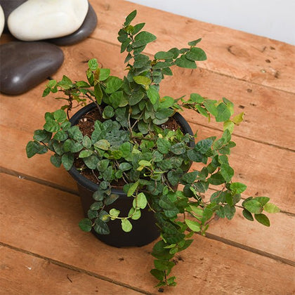climbing fig plant Buy Creeping fig Plant, Ficus pumila