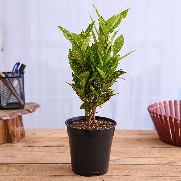 Buy Croton Plant, Codiaeum variegatum (Gold Dust, Small Leaves) - Plant online from Nurserylive at lowest price.