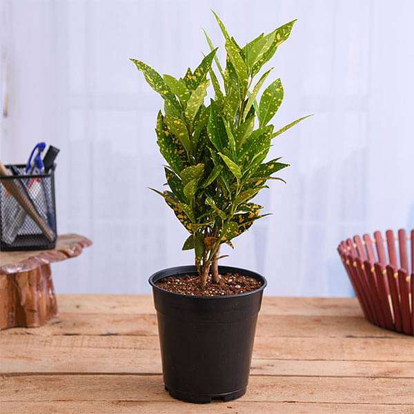 croton 