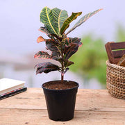 croton plant 
