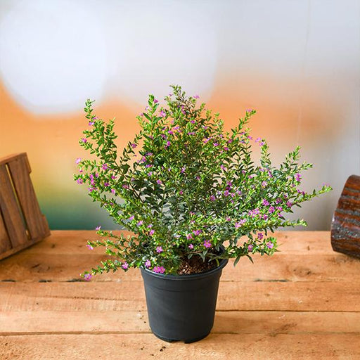 cuphea hyssopifolia ( lavender) plant in 5 inch (13 cm) pot 