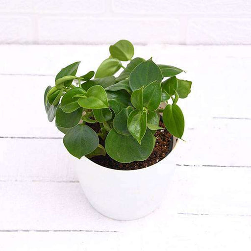 Peperomia Scandens Varigated - Tropical Plants UK