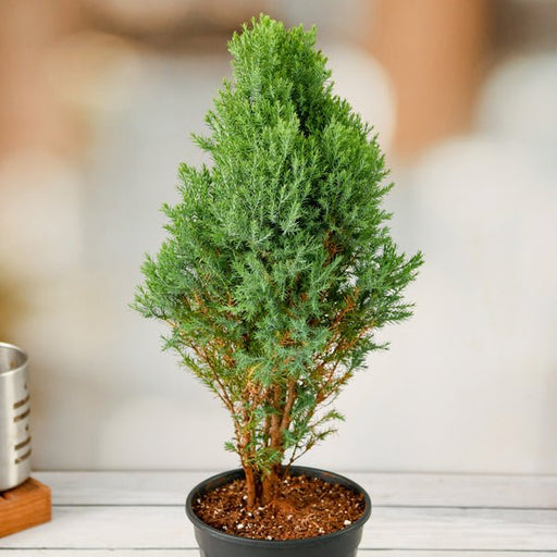 is cypress an indoor plant Buy Cypress Green