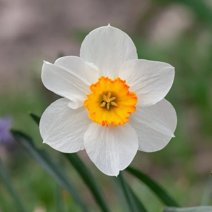 Daffodil Cool Flame (White, Yellow) - Bulbs