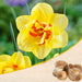 daffodil tahiti (yellow - bulbs (set of 5)