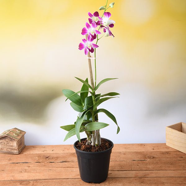 dendrobium orchid - plant