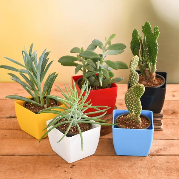 Buy Dense Dudes Plant Pack online from Nurserylive at lowest price