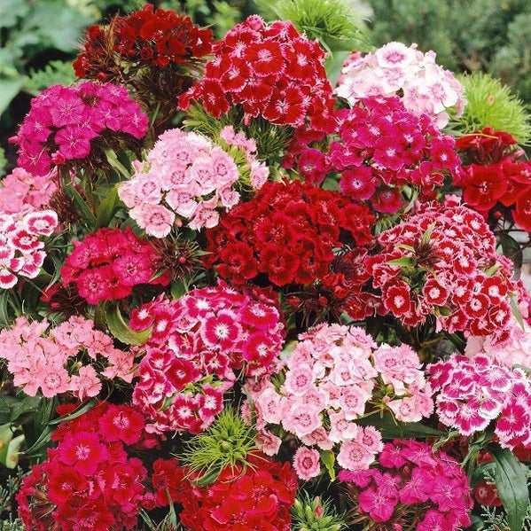 Buy Dianthus Plants online from Nurserylive at lowest price.