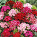 dianthus (any color) - plant