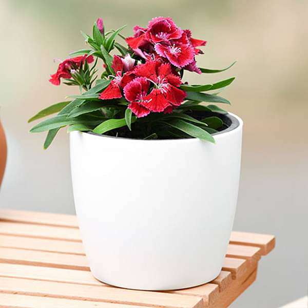 dianthus (red) - plant