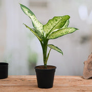 dieffenbachia amoena tropic snow plant in 6 inch (15 cm) pot 