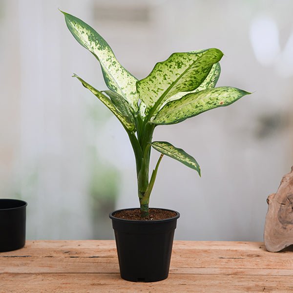 dieffenbachia flowering season Buy Dieffenbachia Amoena Tropic Snow