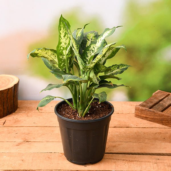 dieffenbachia sparkles plant in 6 inch (15 cm) pot 