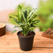 dieffenbachia sparkles plant in 6 inch (15 cm) pot 