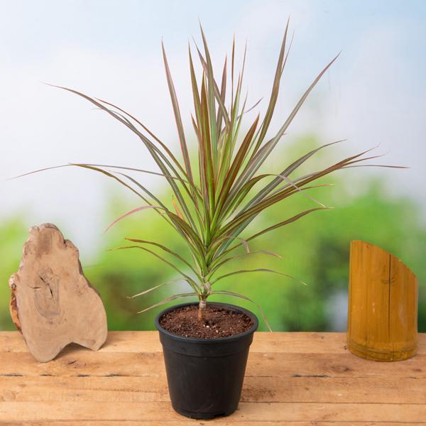dracaena plant vastu Buy Dracaena Colorama