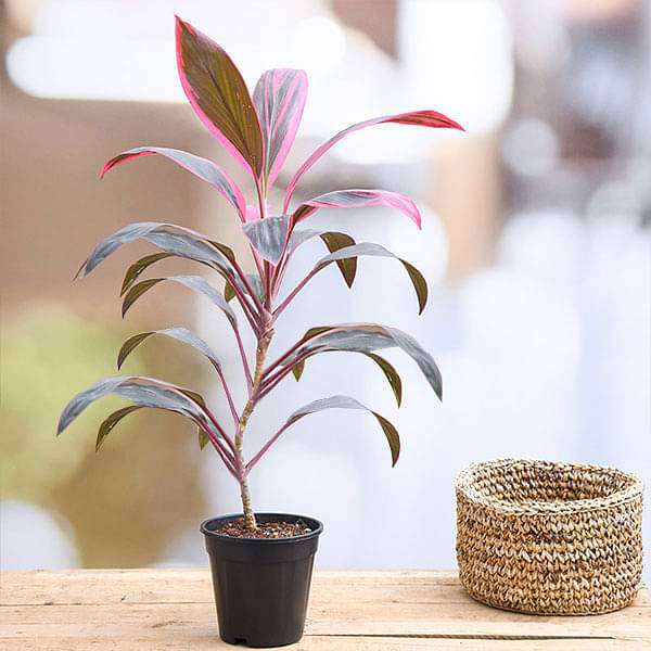 Buy Dracaena Mahatma, Cordyline Terminalis Mahatma - Plant online from  Nurserylive at lowest price.