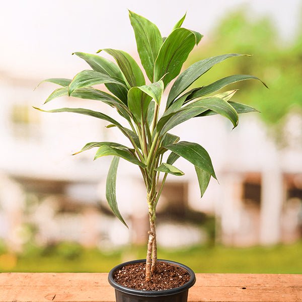 dracaena green Buy Dracaena Mahatma Varigated