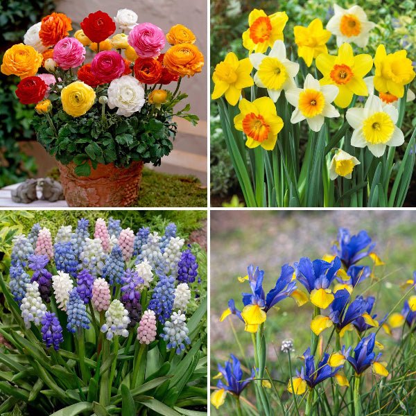 easy to grow winter bulbs - (20 bulbs pack)