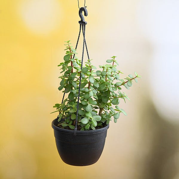 Buy Hanging Plants online from Nurserylive at lowest price.